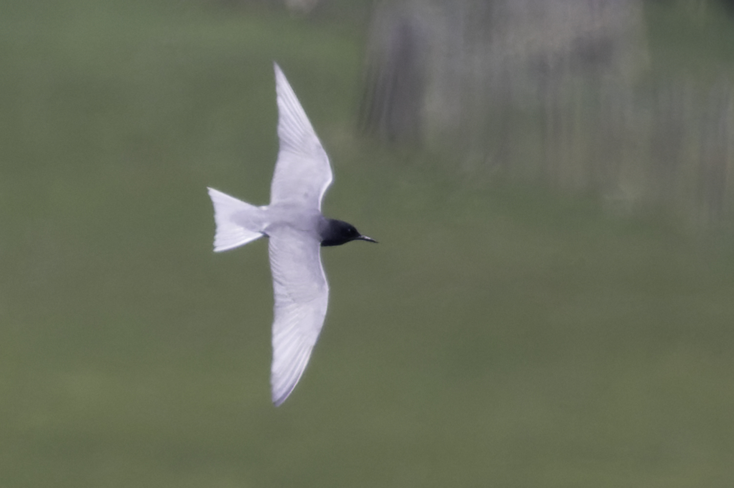 Black Tern