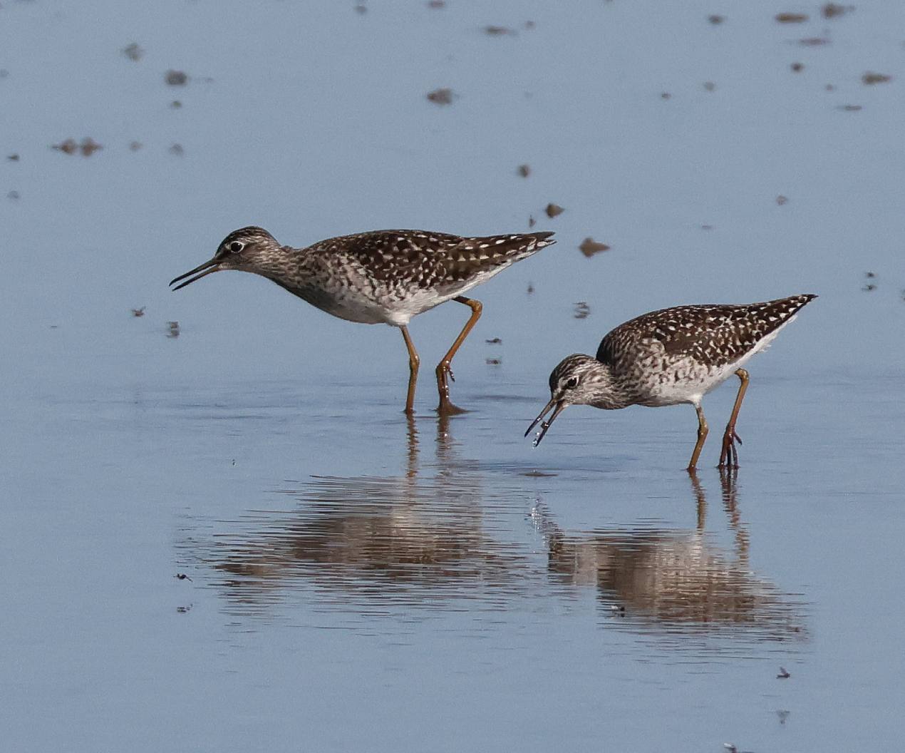 Wood Sandpiper