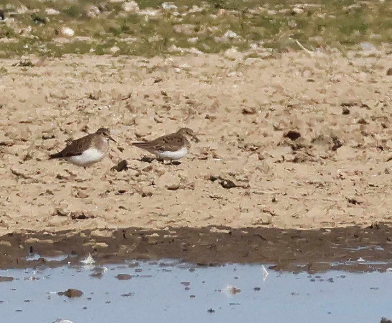 Temminck's Stint