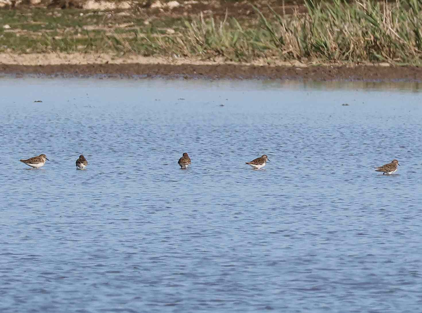 Temminck's Stint