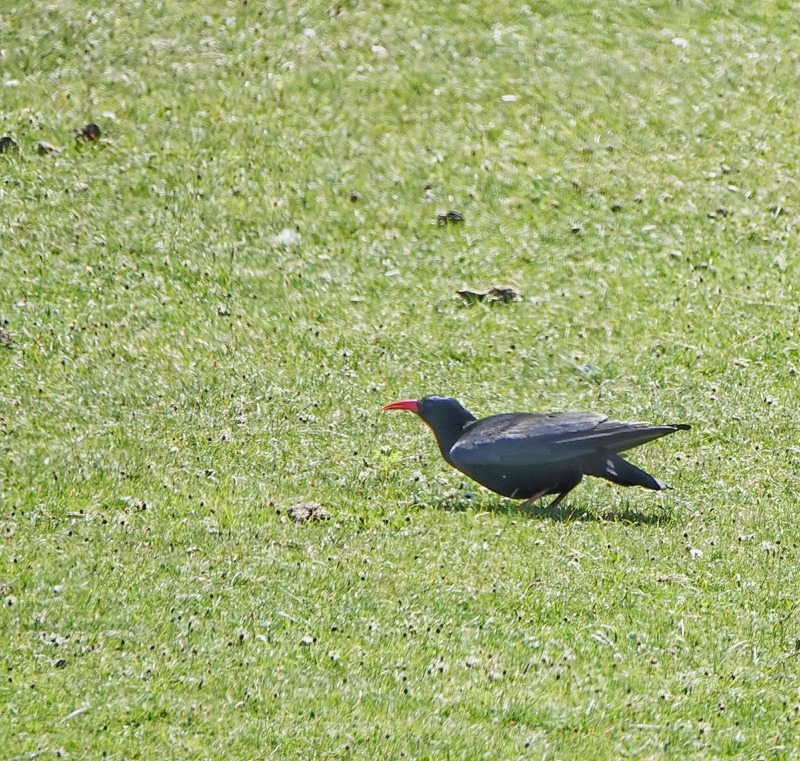 Chough