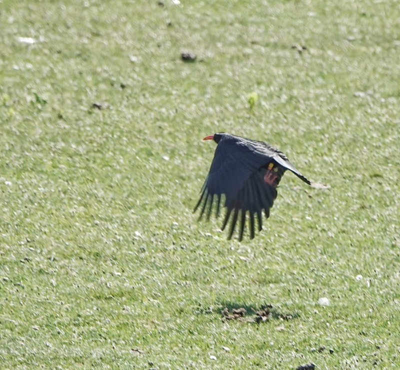 Chough