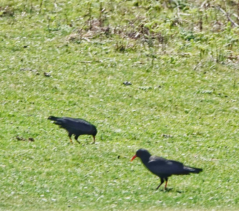 Chough