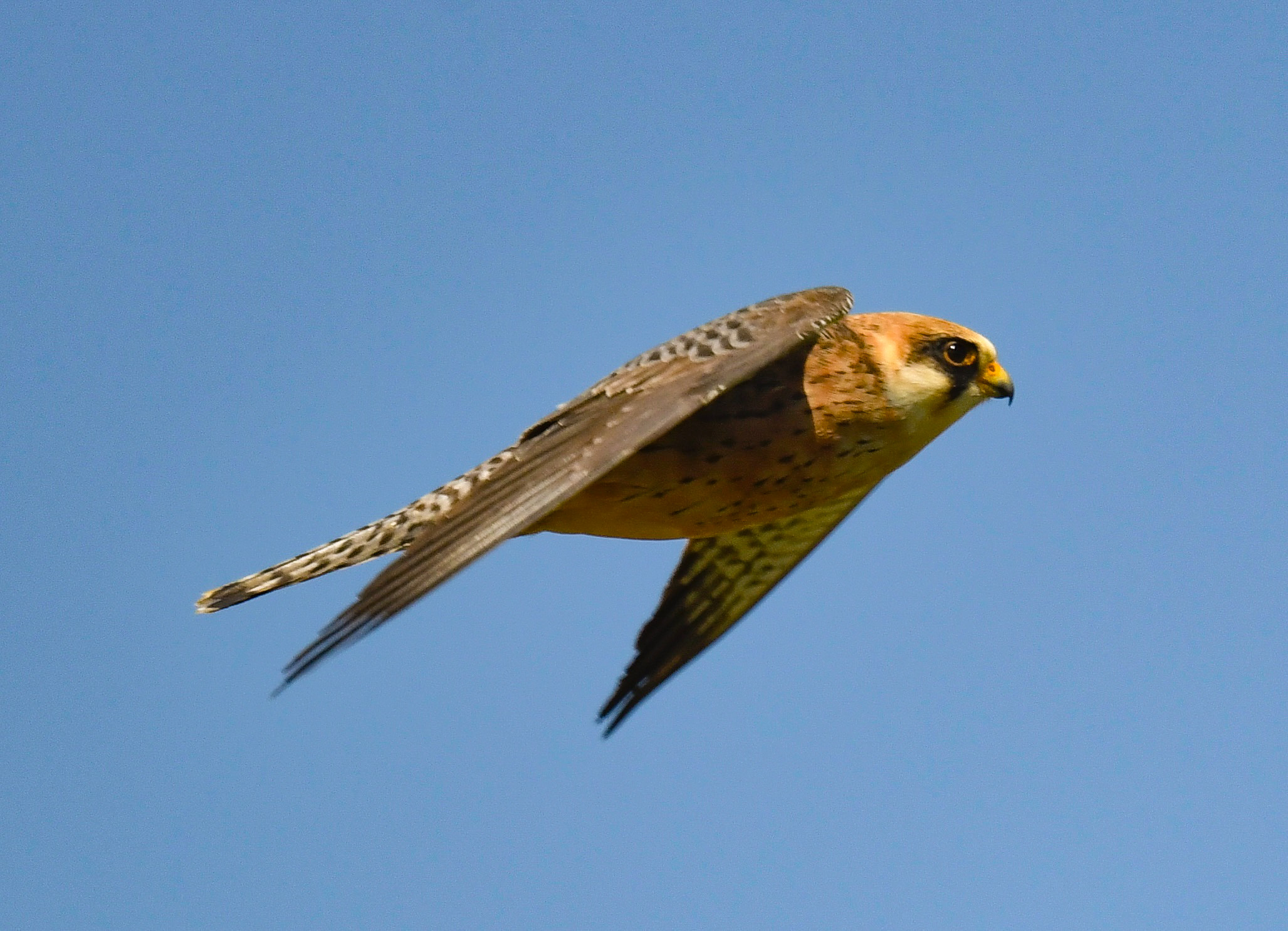 Red-footed Falcon