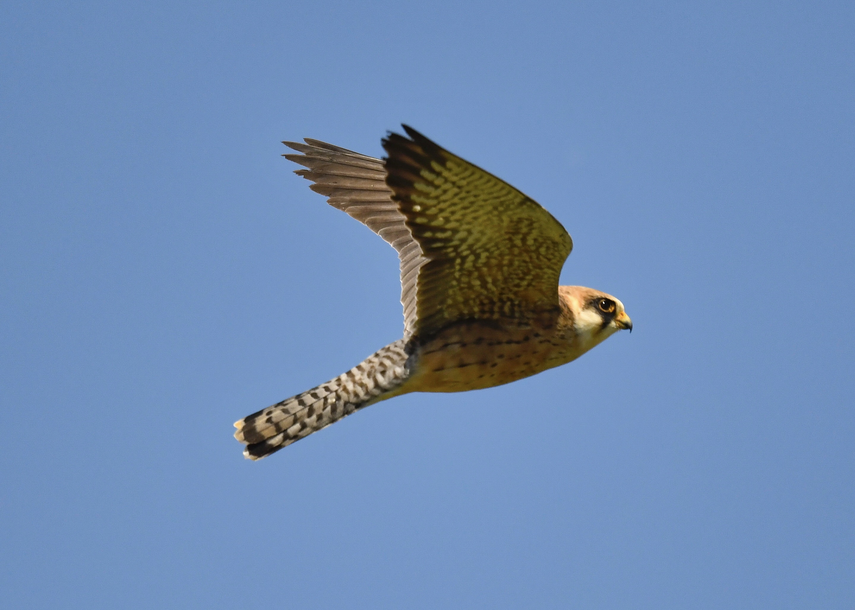 Red-footed Falcon