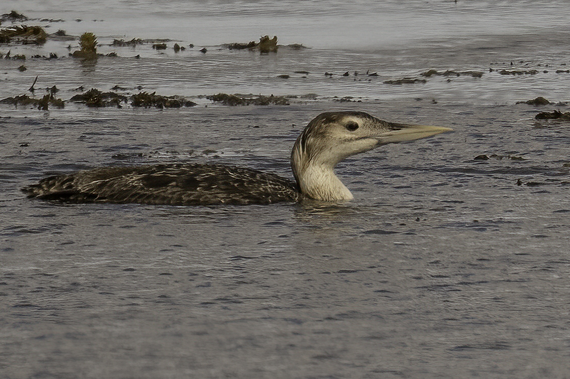White-billed Diver