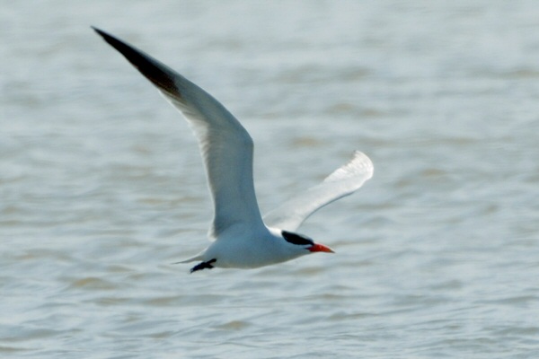 Caspian Tern