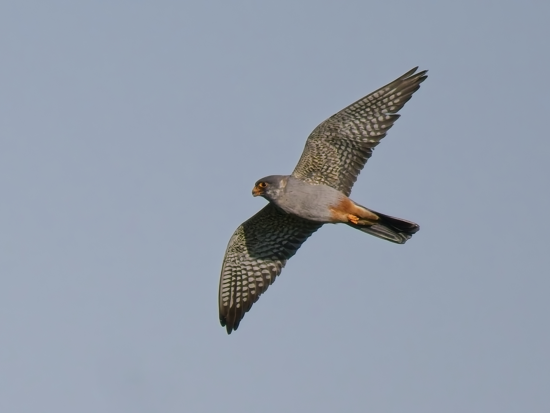Red-footed Falcon