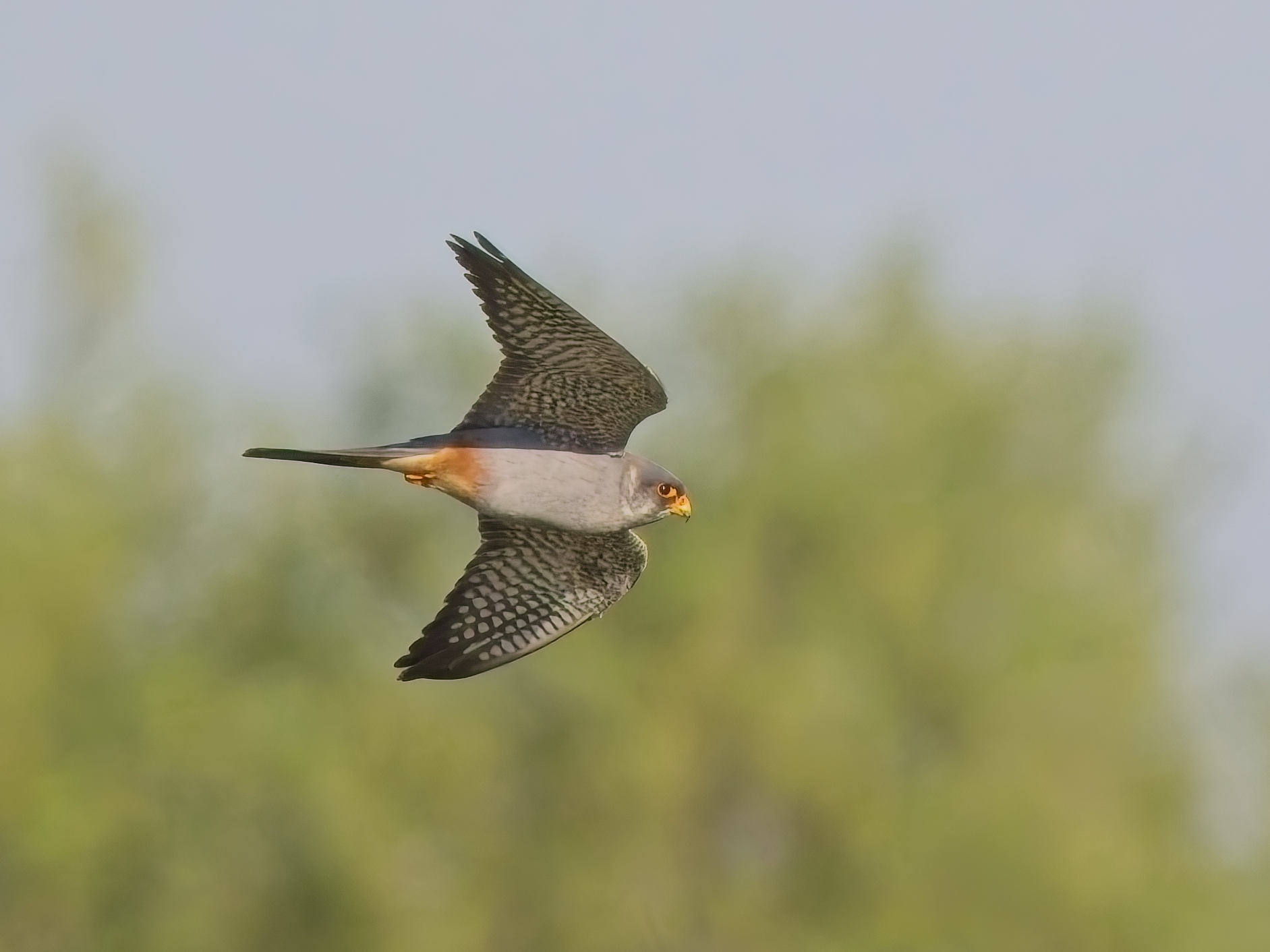 Red-footed Falcon