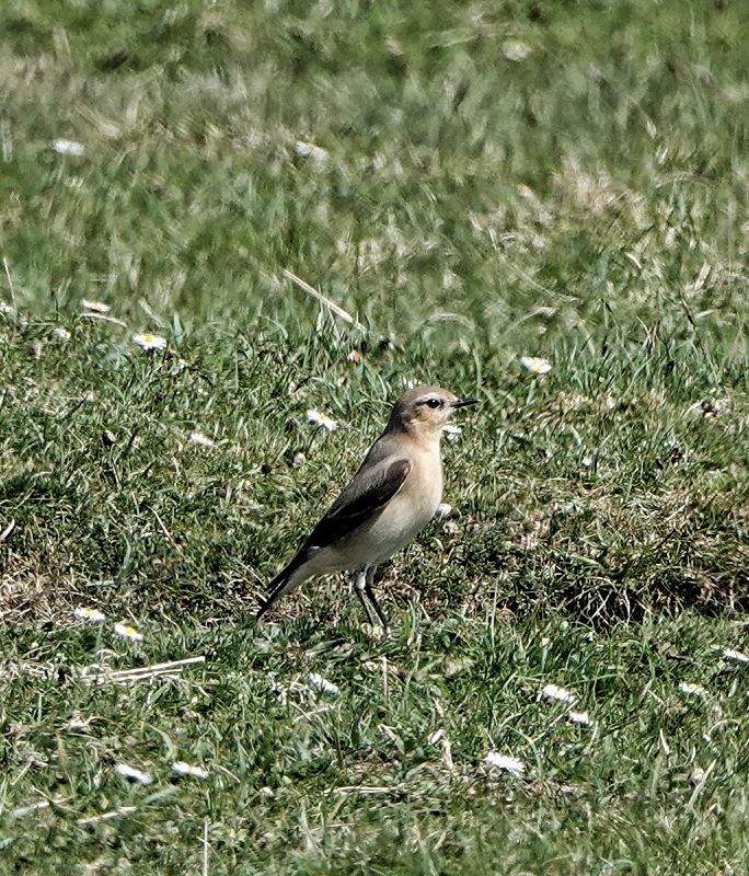 Wheatear