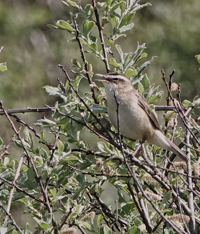 Sedge Warbler