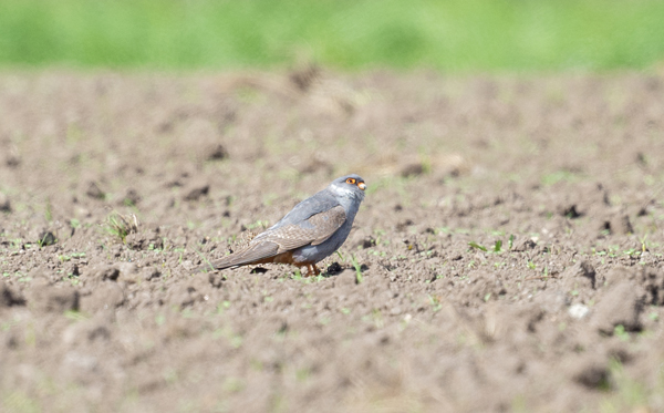 Red-footed Falcon