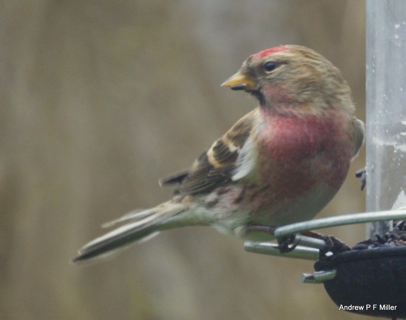 Lesser Redpoll