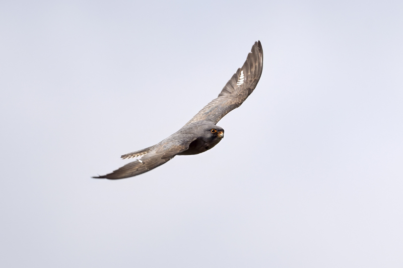 Red-footed Falcon
