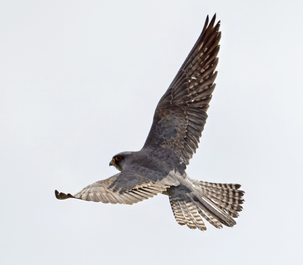 Red-footed Falcon