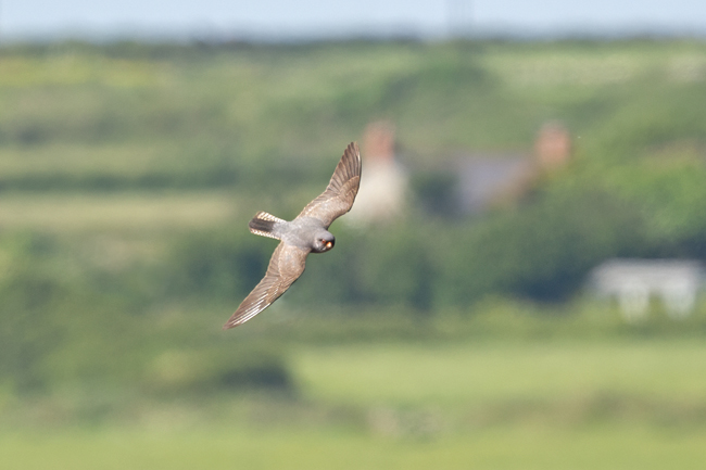 Red-footed Falcon