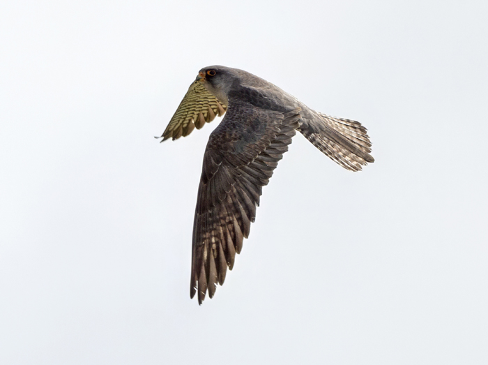 Red-footed Falcon