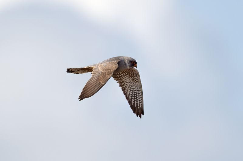 Red-footed Falcon