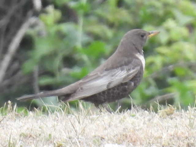 Ring Ouzel 