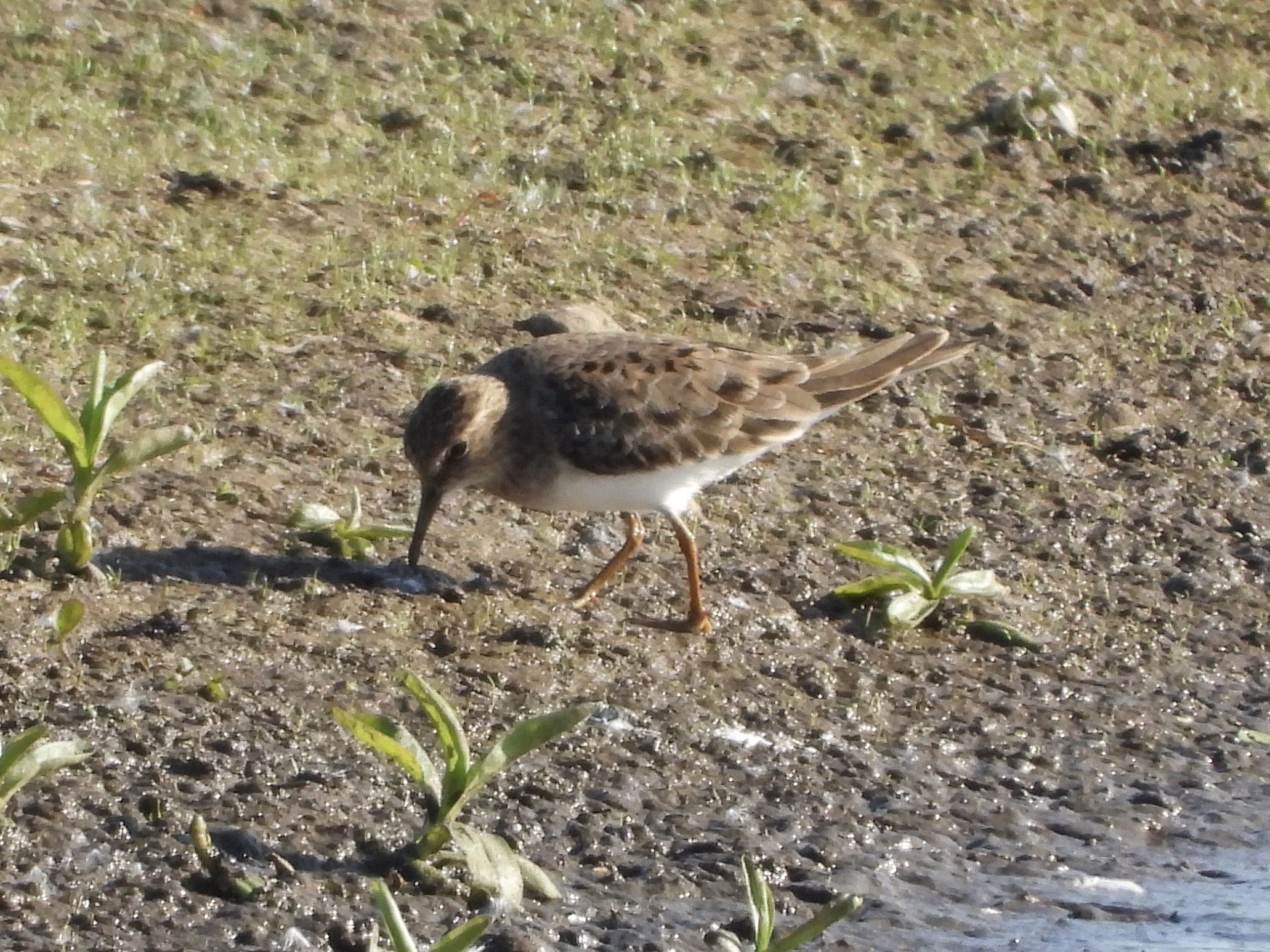 Temminck's Stint