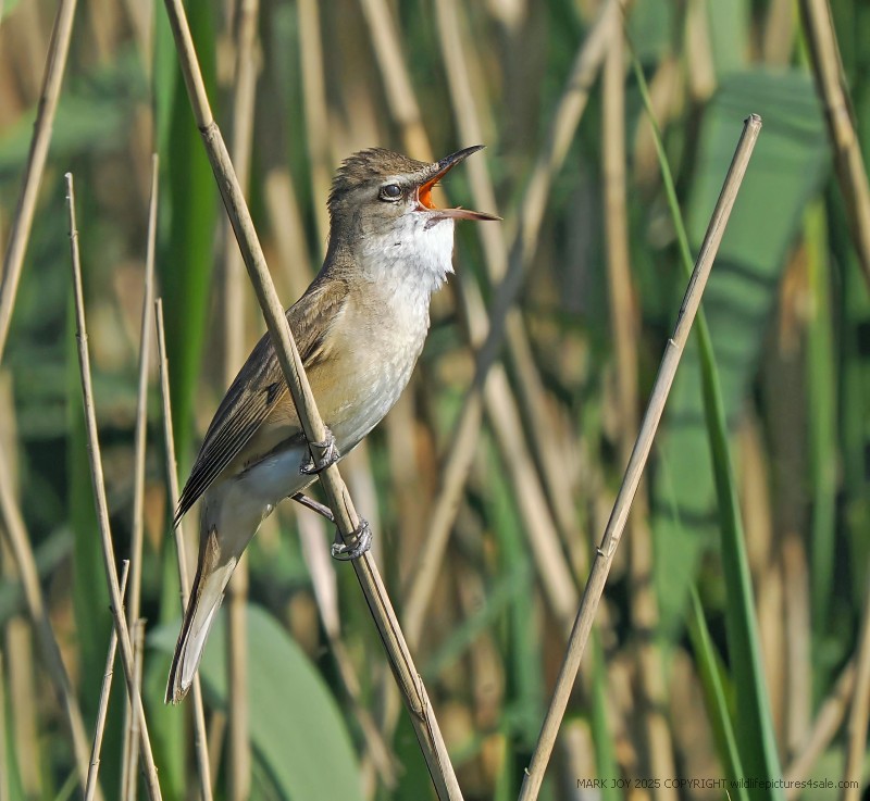 Great Reed Warbler