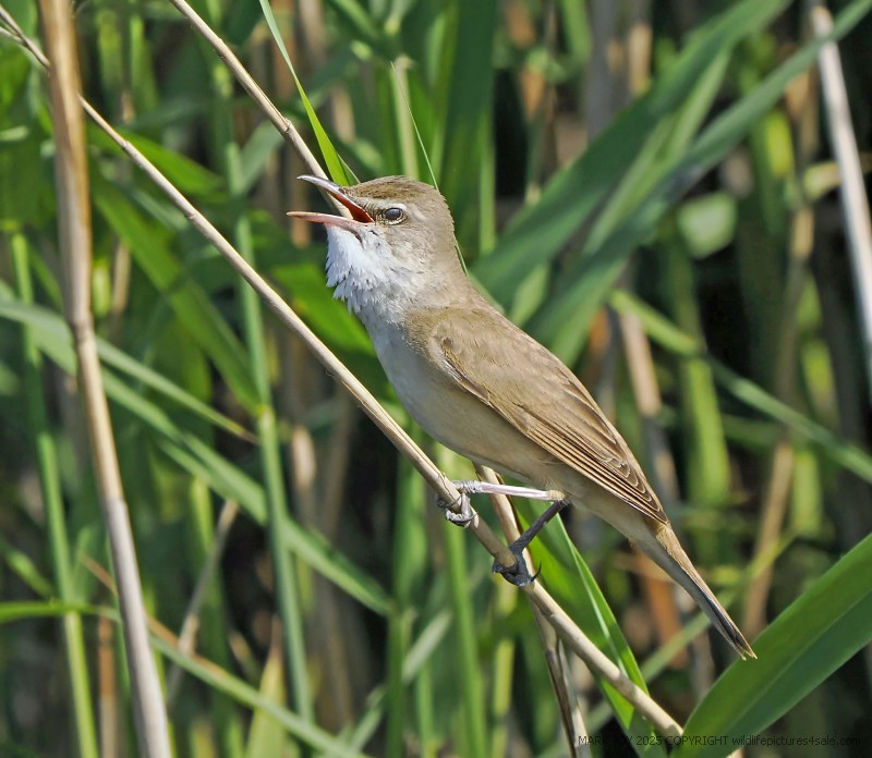 Great Reed Warbler