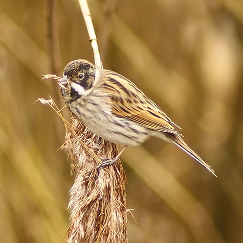Reed Bunting