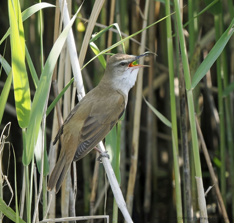 Great Reed Warbler