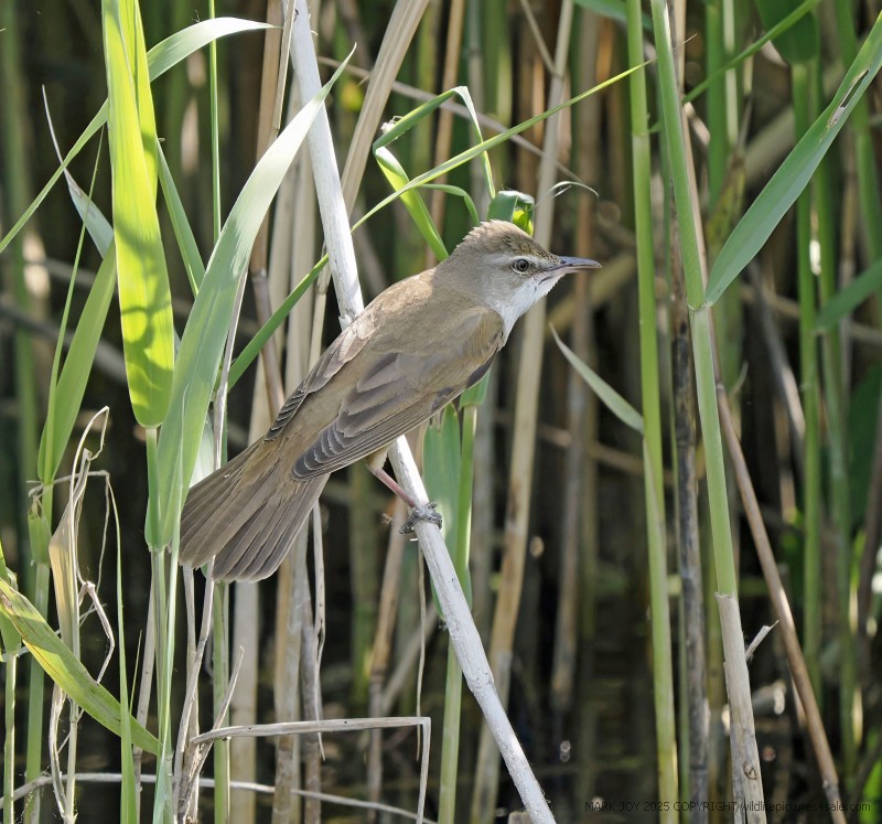 Great Reed Warbler