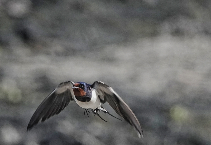 Swallow