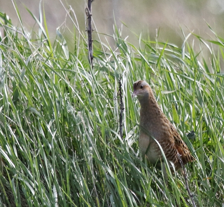 Corncrake