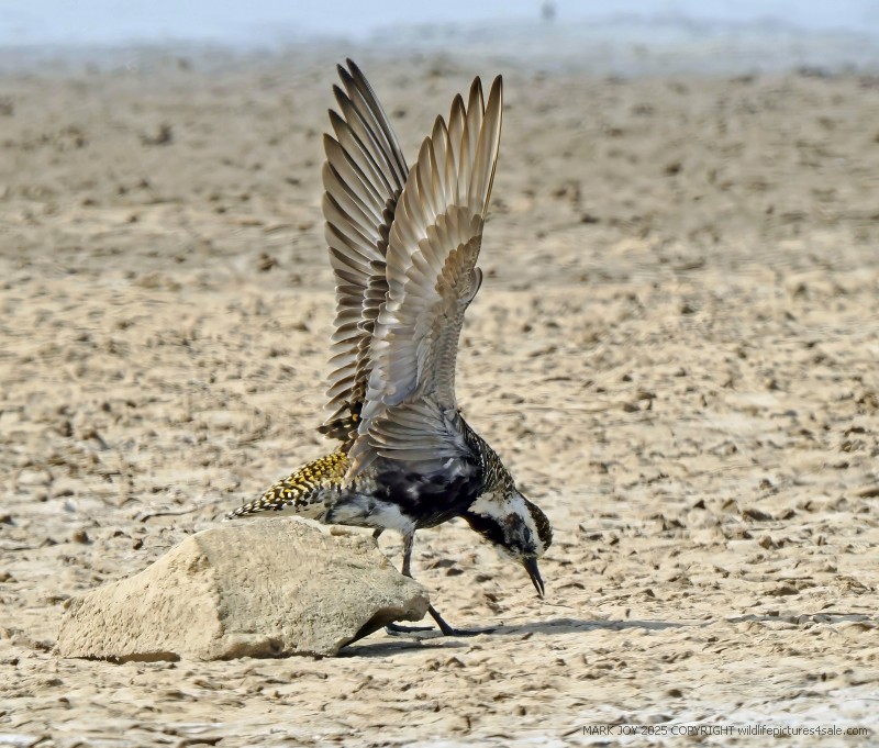 American Golden Plover
