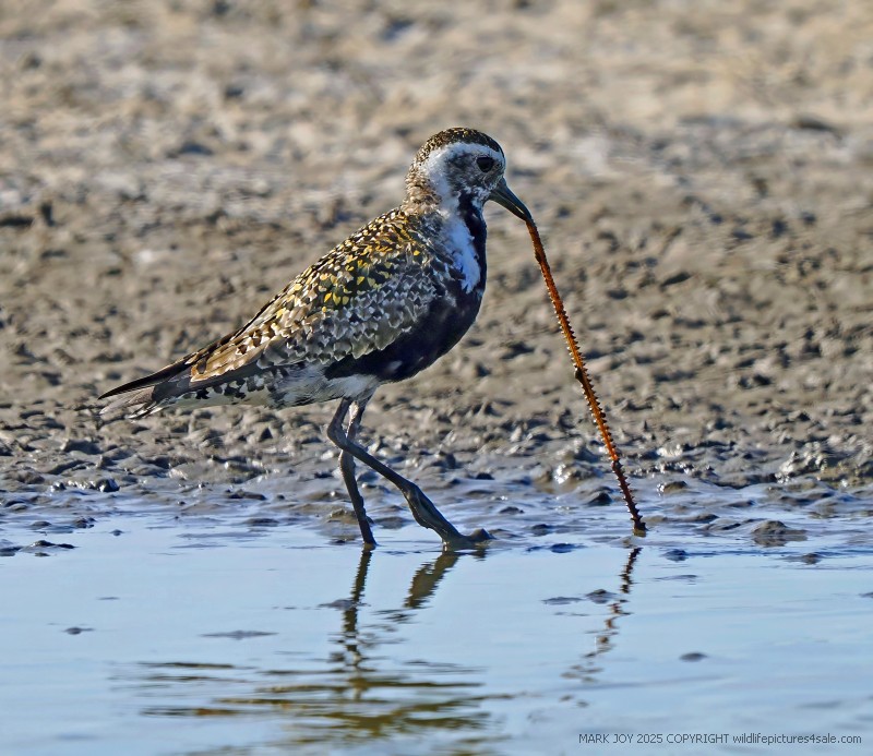 American Golden Plover