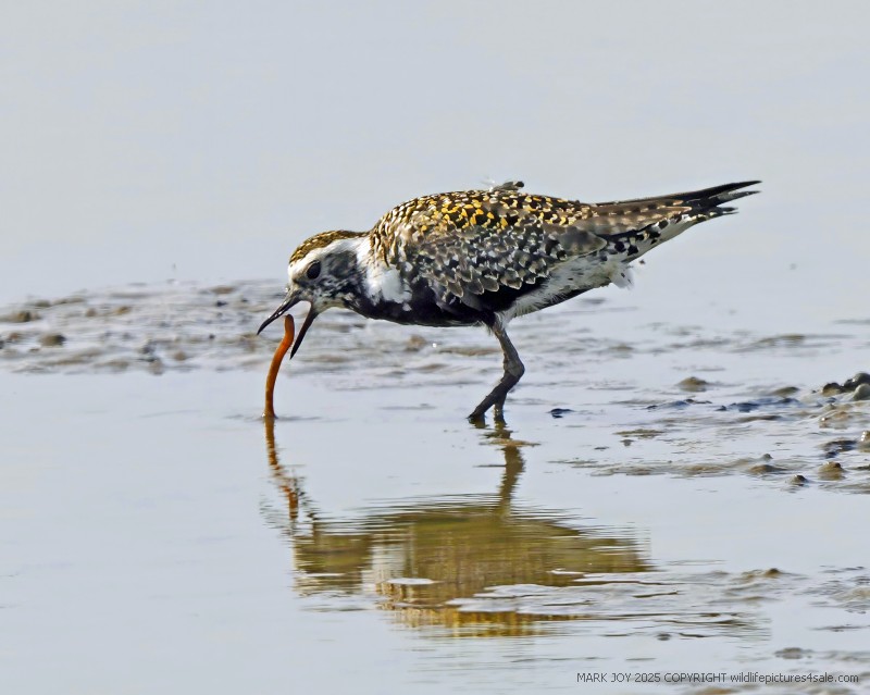 American Golden Plover