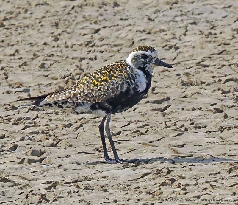 American Golden Plover
