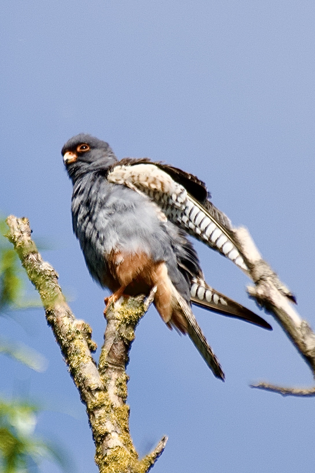 Red-footed Falcon