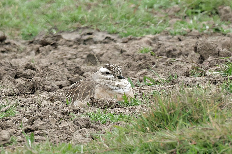 Dotterel