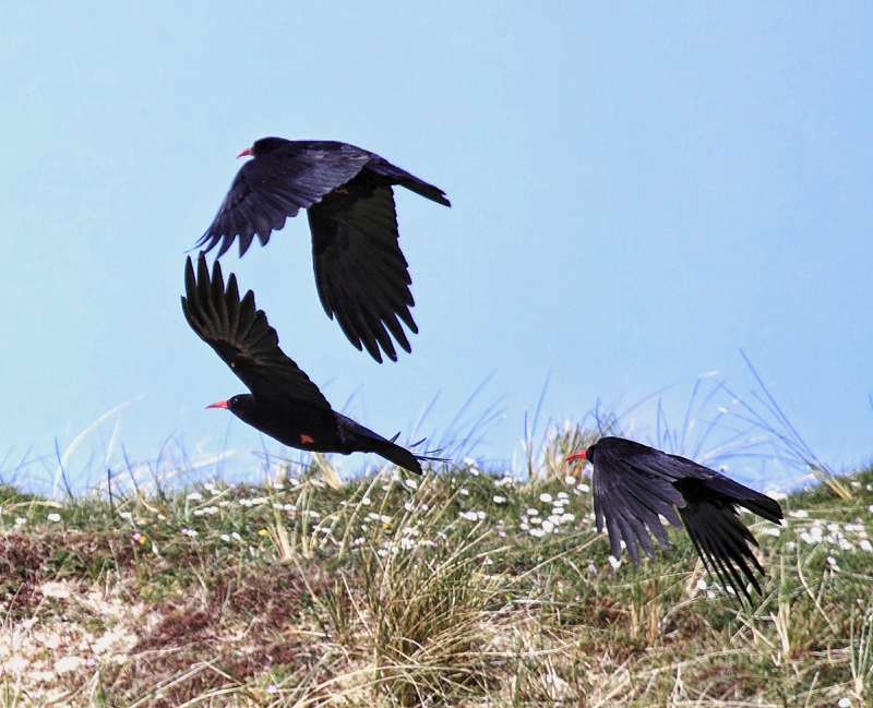 Chough