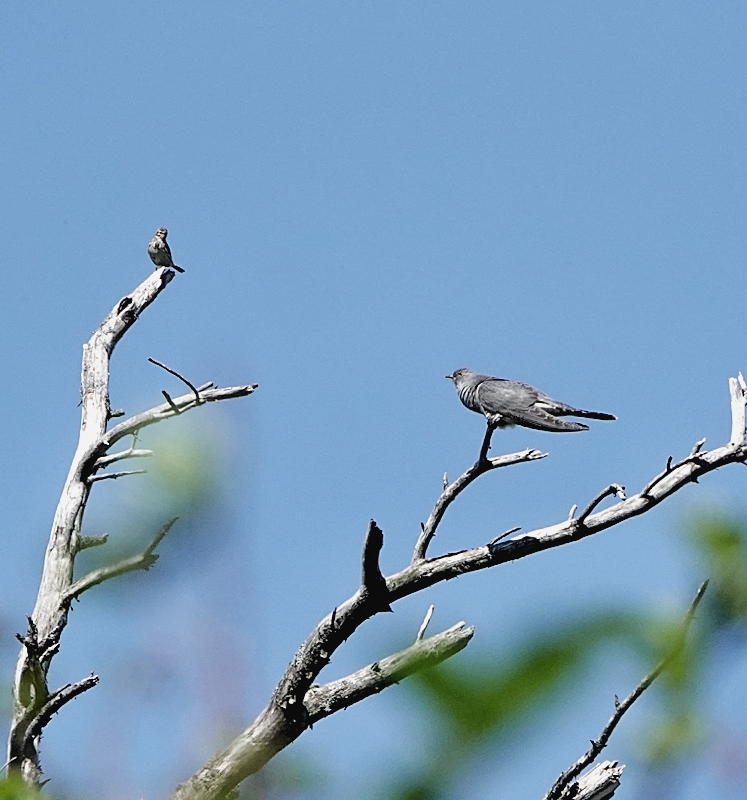 Cuckoo