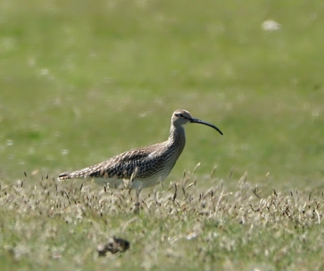 Whimbrel