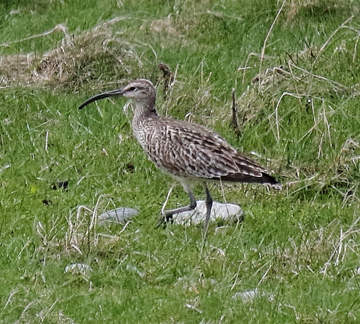 Whimbrel