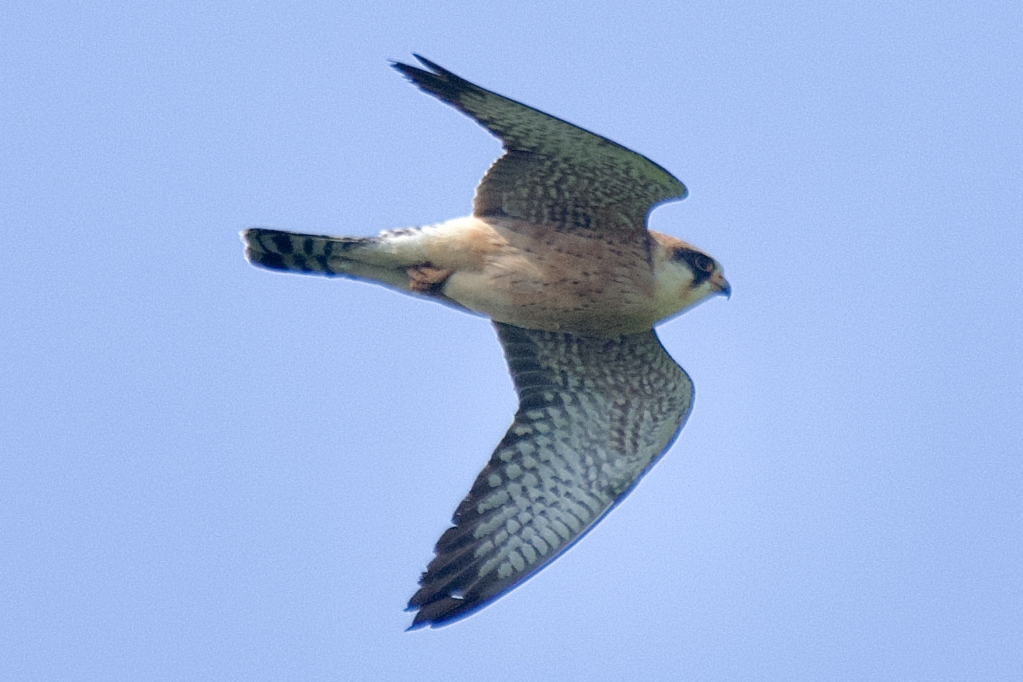 Red-footed Falcon