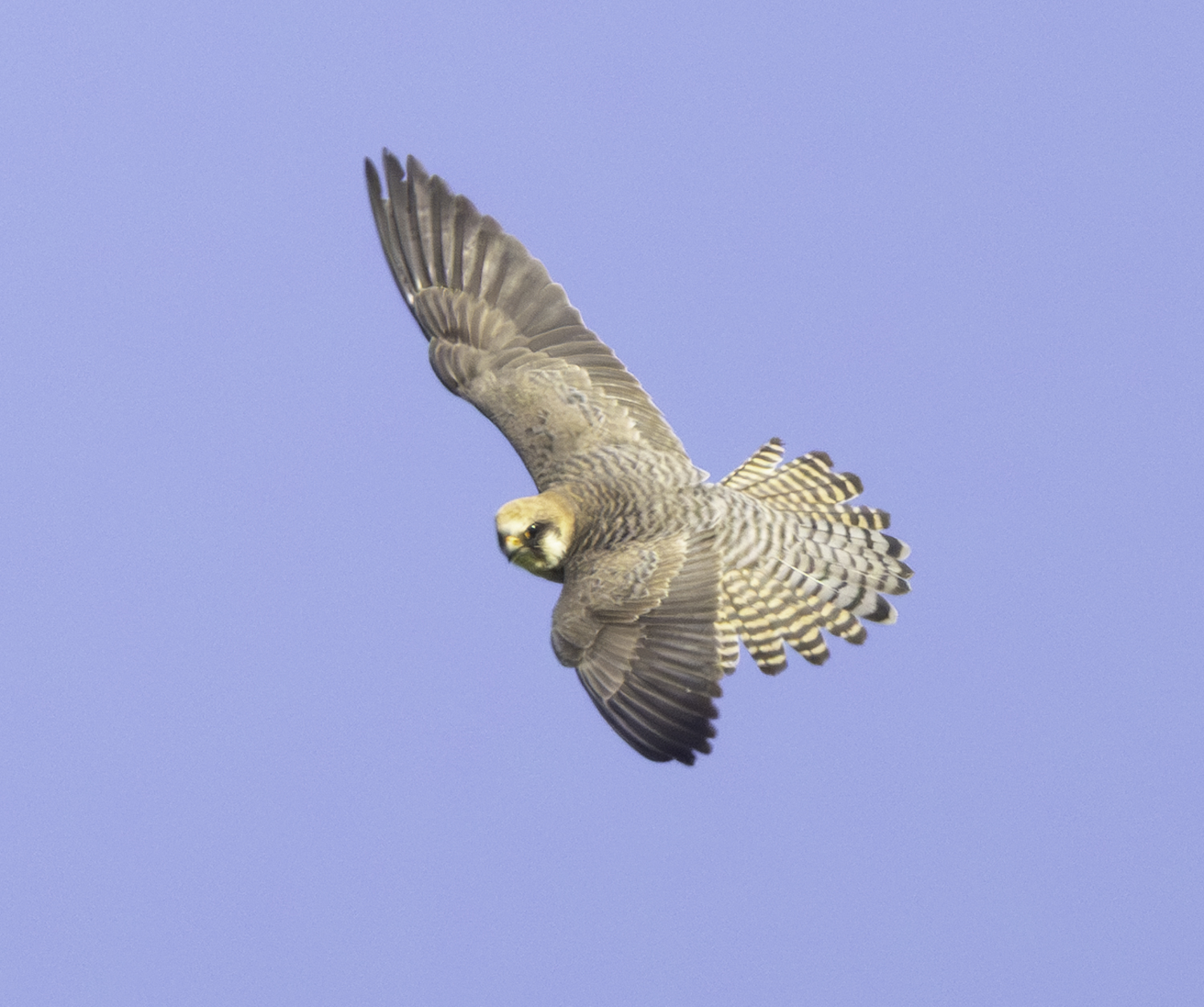 Red-footed Falcon