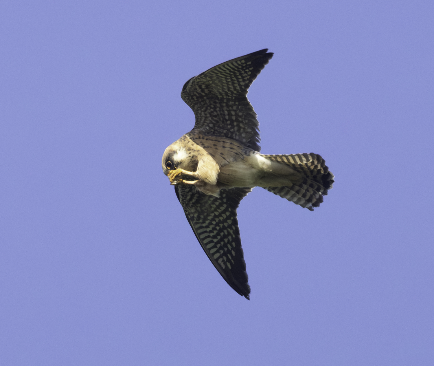 Red-footed Falcon