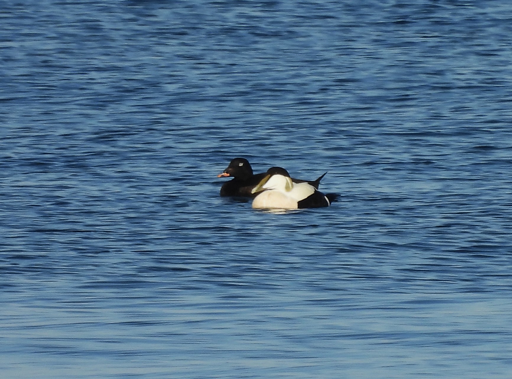 White-winged Scoter