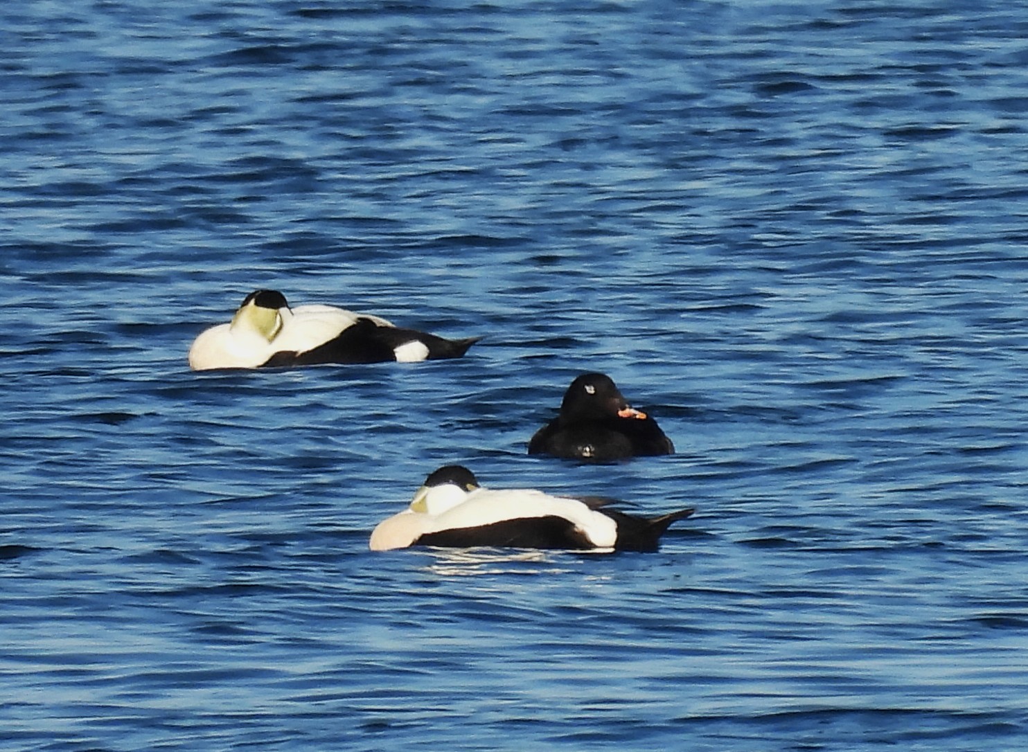White-winged Scoter