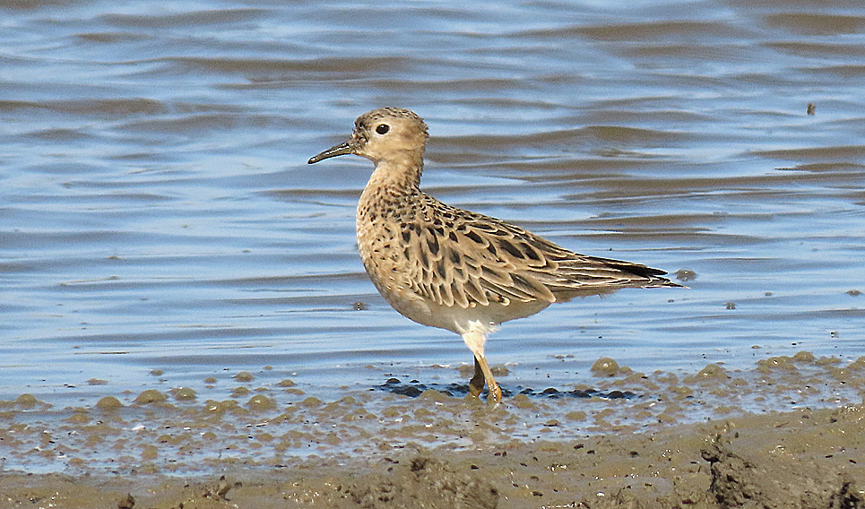 Buff-breasted Sandpiper