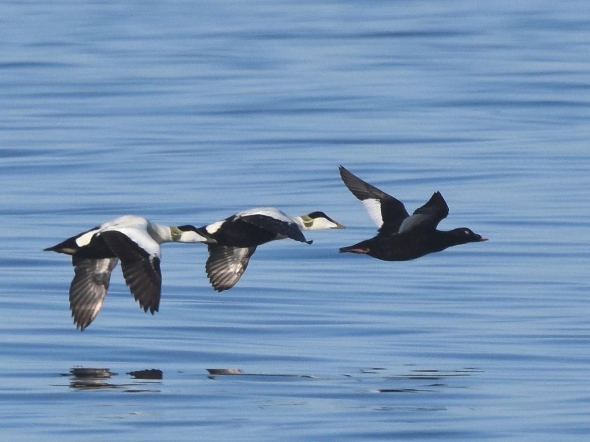 White-winged Scoter