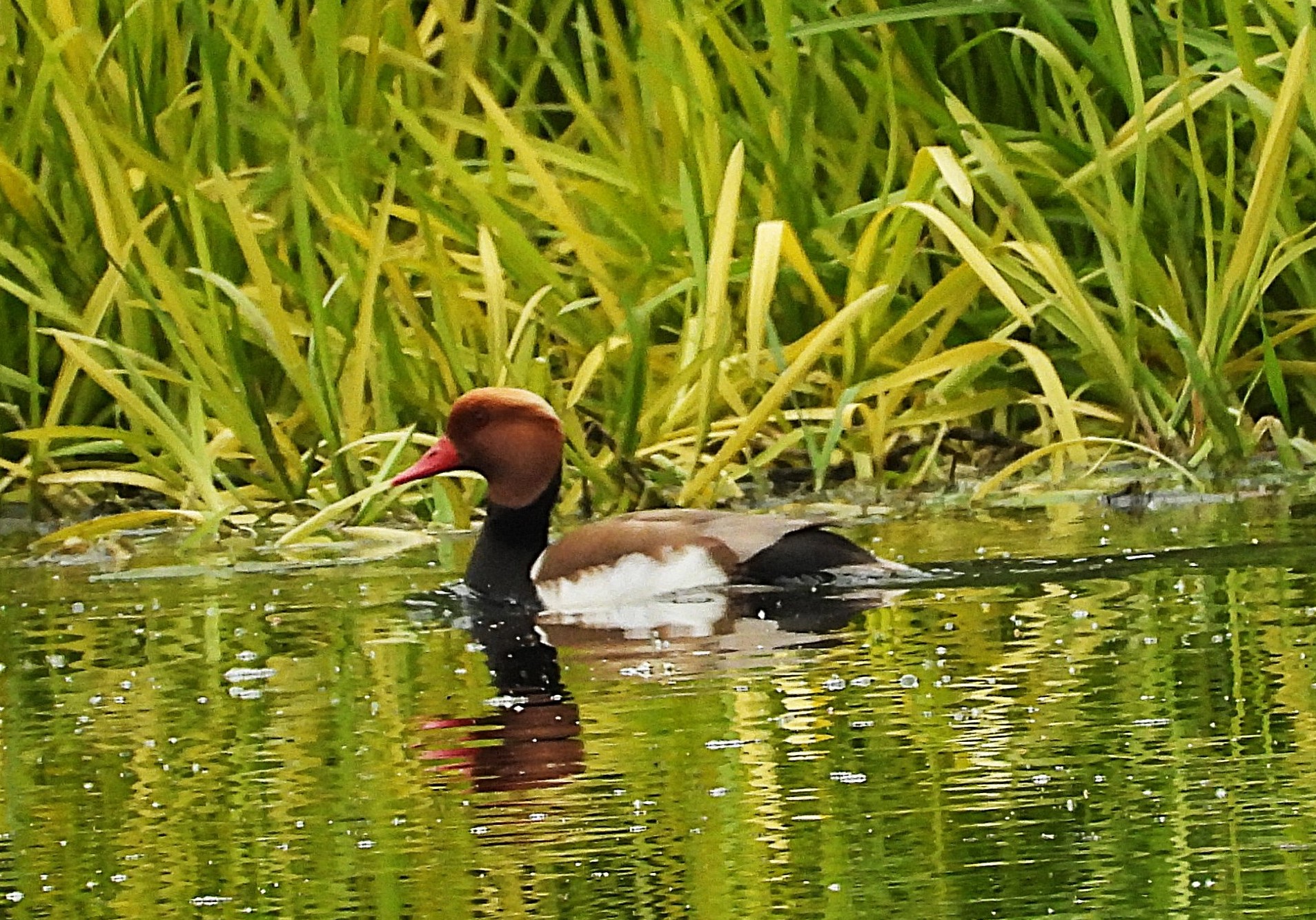red crested  pochard