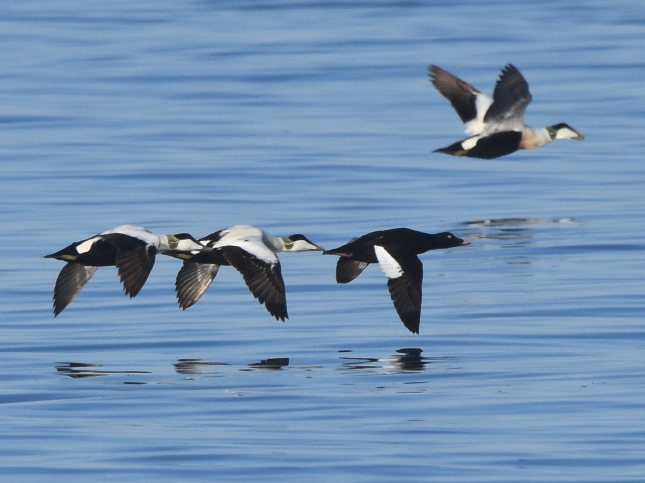 White-winged Scoter
